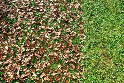 Fall Lawn Care