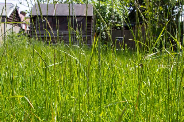 Cost of Overgrown Lawn Trimming in Bremerton