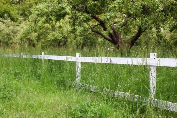Cost of Fence Line Trimming in Bremerton